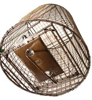 Roll Cage