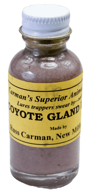 A small glass bottle labeled "Carman's Coyote Gland Lure" with a white screw cap, used for trapping.