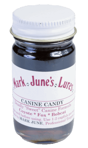 A small glass jar of "Mark June's Canine Candy" lure designed for trapping coyotes, foxes, and bobcats.