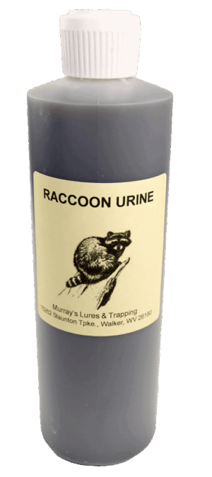 A bottle of "Murray's Raccoon Urine" with a raccoon illustration from Murray's Lures & Trapping.