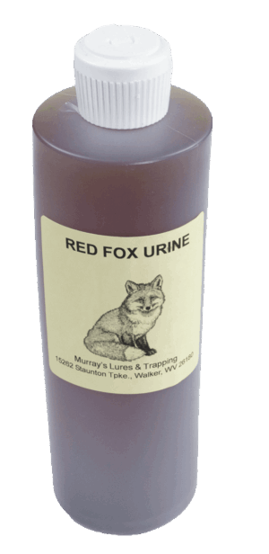 A bottle labeled "Murray's Red Fox Urine with Antifreeze," featuring a fox illustration, by Murray's Lures & Trapping.
