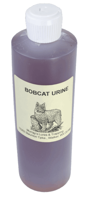 Bottle labeled "Murray's Bobcat Urine with Antifreeze" featuring a bobcat drawing and contact details.
