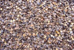 Close-up of Buckwheat Hulls - 22 Pound Bag, ideal for cold weather trapping, highlighting their brown, dry texture.