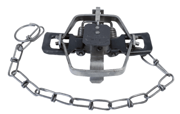 Bridger #1 Regular Jaw Coil Spring Trap: features chain and spring-loaded jaws for effective trapping.