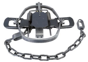 Bridger #1.65 Offset Jaw Coil Spring Trap features two springs, a bait trigger, and an attached anchoring chain.