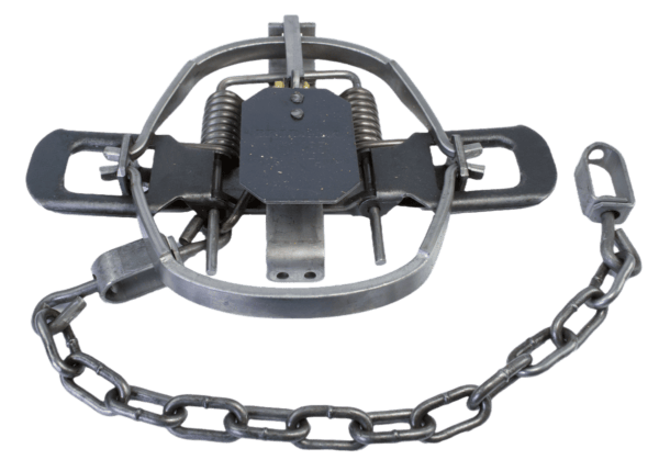 Bridger #1.65 Offset Jaw Coil Spring Trap features two springs, a bait trigger, and an attached anchoring chain.