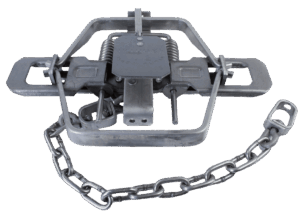 Bridger #2 Coil Spring Trap: dual jaws, spring mechanism, and chain for securing.