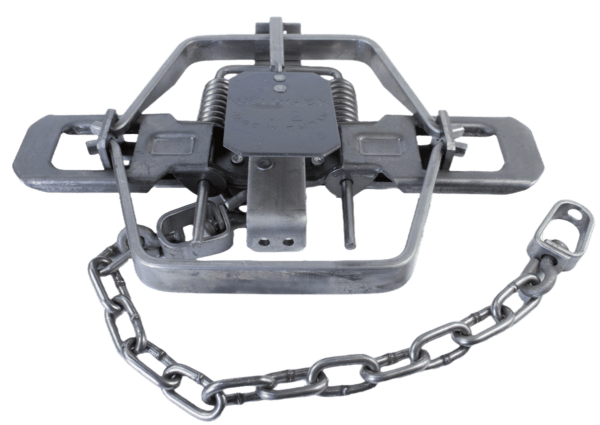 Bridger #2 Coil Spring Trap: dual jaws, spring mechanism, and chain for securing.