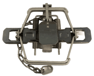 The Bridger #2 trap captures wildlife securely with offset jaws, coil springs, and an attached chain.