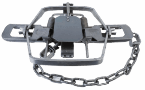 Bridger #3 Offset Jaw Coil Spring Trap features coiled springs, a pressure plate, and an attached chain.