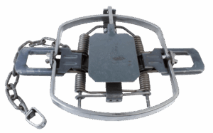 Bridger #5 Regular Jaw Coil Spring Trap with spring mechanism and chain for securing.
