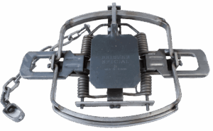 Trap with springs and a chain, named Bridger #5 Alaskan Coil Spring Trap.