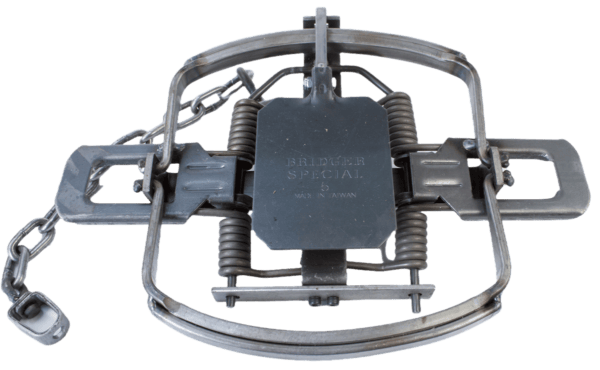 Trap with springs and a chain, named Bridger #5 Alaskan Coil Spring Trap.