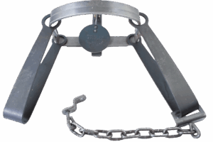 Bridger #5 Long Spring Trap with open jaws and chain, perfect for mountain lion trapping, isolated on white.