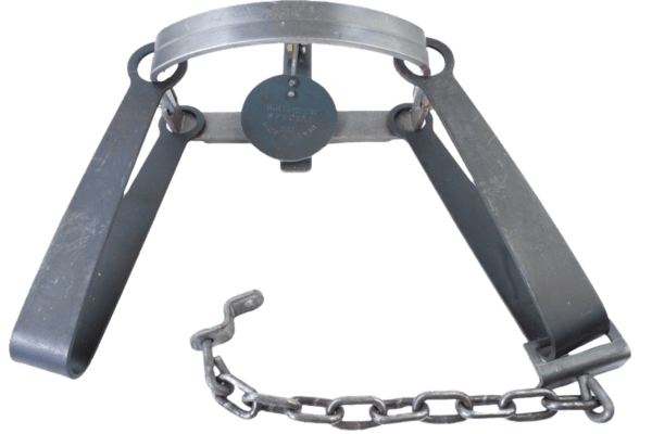 Bridger #5 Long Spring Trap with open jaws and chain, perfect for mountain lion trapping, isolated on white.
