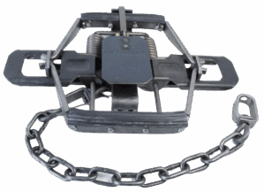 Bridger #2 Rubber Jaw Coil Spring Trap safely captures medium to large animals with its springs and chain.