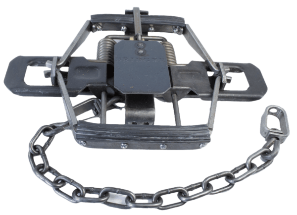 Bridger #2 Rubber Jaw Coil Spring Trap safely captures medium to large animals with its springs and chain.