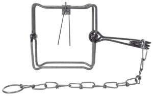 Bridger #150 Body Grip Trap: Metal, square frame with a spring mechanism and chain attached to a ring, isolated on white.