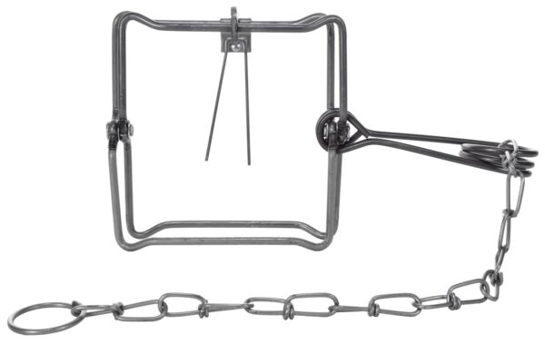 Bridger #150 Body Grip Trap: Metal, square frame with a spring mechanism and chain attached to a ring, isolated on white.