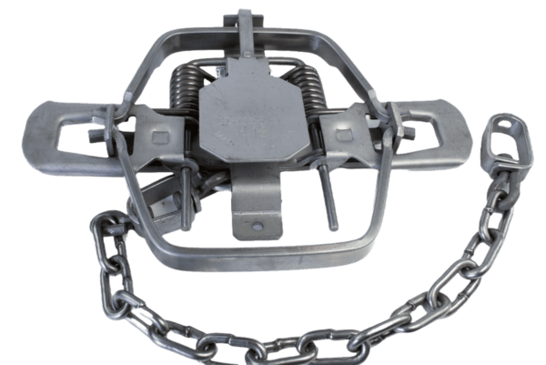 The Bridger #1-3/4 Trap has hinged jaws and a chain for effective wildlife capture.