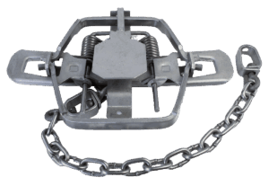 Bridger #1-3/4 Offset Jaw Coil Spring Trap, open and with chain.