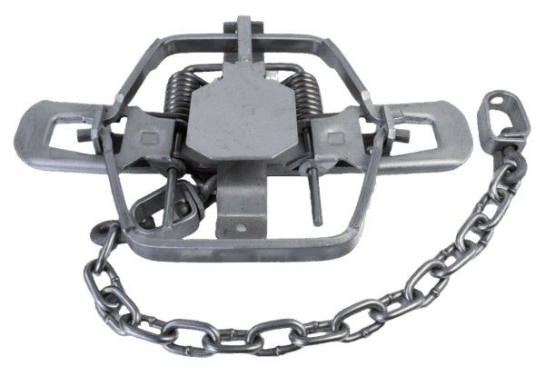 Bridger #1-3/4 Offset Jaw Coil Spring Trap, open and with chain.