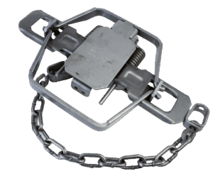 Bridger #2 Dogless Offset Jaw Trap efficiently captures wildlife with its chain and spring mechanism.