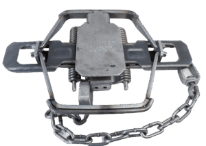 Bridger #2DOGLESS Offset Jaw MODIFIED Four Coil Trap, showcased with springs and chain on a plain white background.