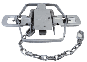 Bridger #3 Dogless Offset Jaw Coil Spring Trap: sharp jaws, dual springs, attached chain for reliable trapping.