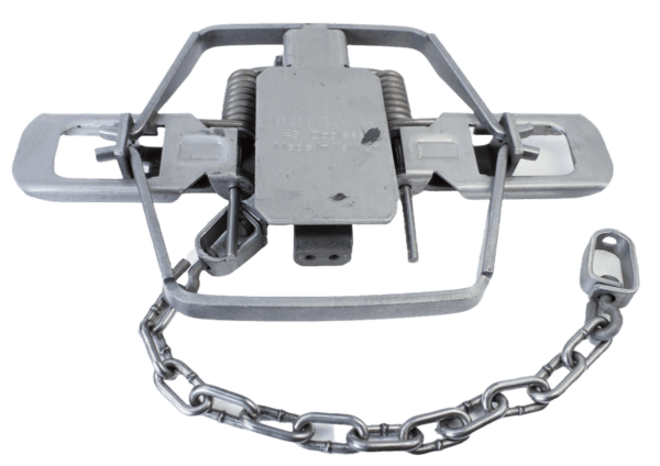Bridger #3 Dogless Offset Jaw Coil Spring Trap: sharp jaws, dual springs, attached chain for reliable trapping.