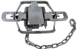 The Bridger #3 Dogless Modified Offset Jaw Trap is open with a chain attached and ready to be set.