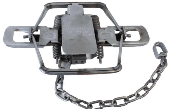 The Bridger #3 Dogless Modified Offset Jaw Trap is open with a chain attached and ready to be set.