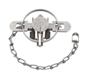 Duke #1-1/2 Regular Jaw Coil Spring Trap with metal jaws and an attached chain.