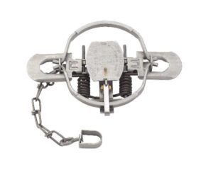 Duke #2 Offset Jaw Coil Spring Trap with chain is open on a white background.