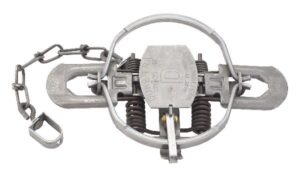 Duke #1-3/4 Offset Jaw 4-Coil Trap with chain, springs, and serrated jaws for effective animal capture.