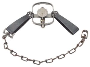 Duke #11 Double Jaw Long Spring Trap with chain, perfect for capturing small animals.