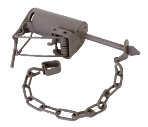 A Duke Dog Proof Raccoon Trap with a long chain and sprung mechanism on a white background.