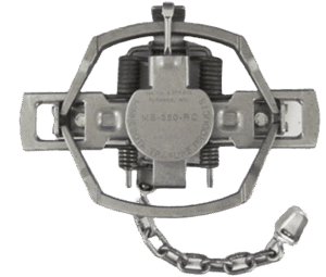 MB 550 RC OS 4x4 Coil Spring Trap (MB550) metal trap with spring mechanism and chain, closes when triggered.