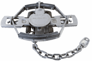 MB 550 Rubber Jaw 4x4 Coil Spring Trap (MB550) with chain attached.