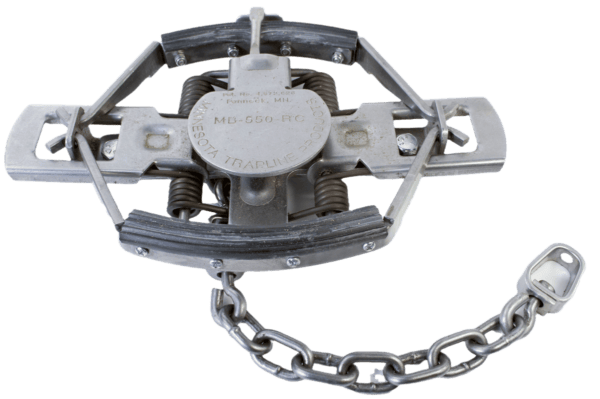 MB 550 Rubber Jaw 4x4 Coil Spring Trap (MB550) with chain attached.