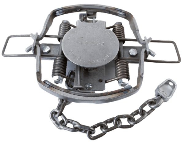 MB650 IL Coil Spring Trap features jaws, springs, and a secure chain for effective animal trapping.